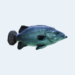 Fishes