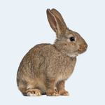 Other Animals