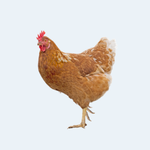 Farm Animals