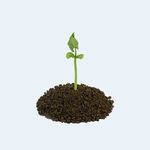 Seeds & Fertilizers