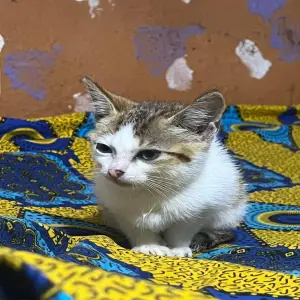 1_3 months female mixed breed mongrel( no breed)