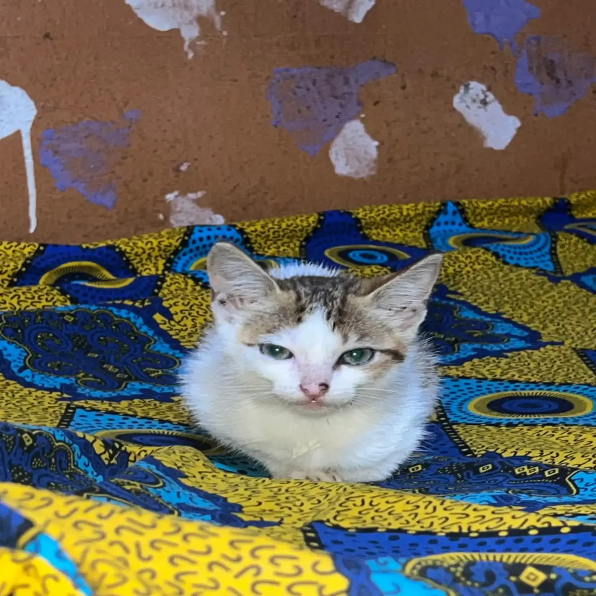 1_3 months female mixed breed mongrel( no breed) - Image 2