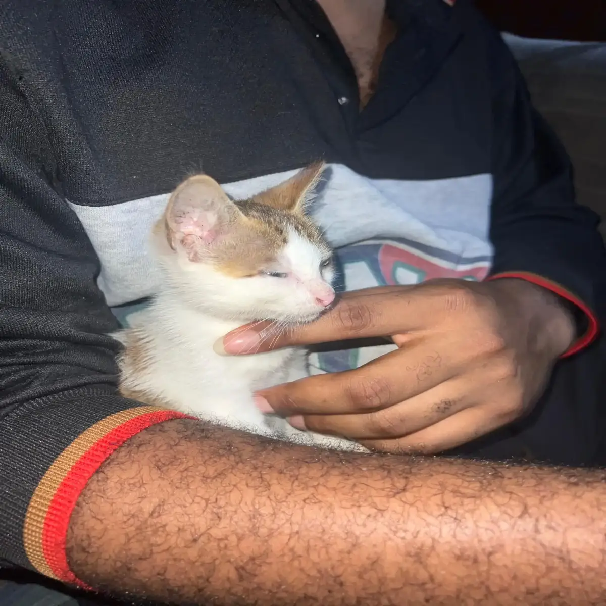 1_3 months female mixed breed mongrel( no breed) - Image 4