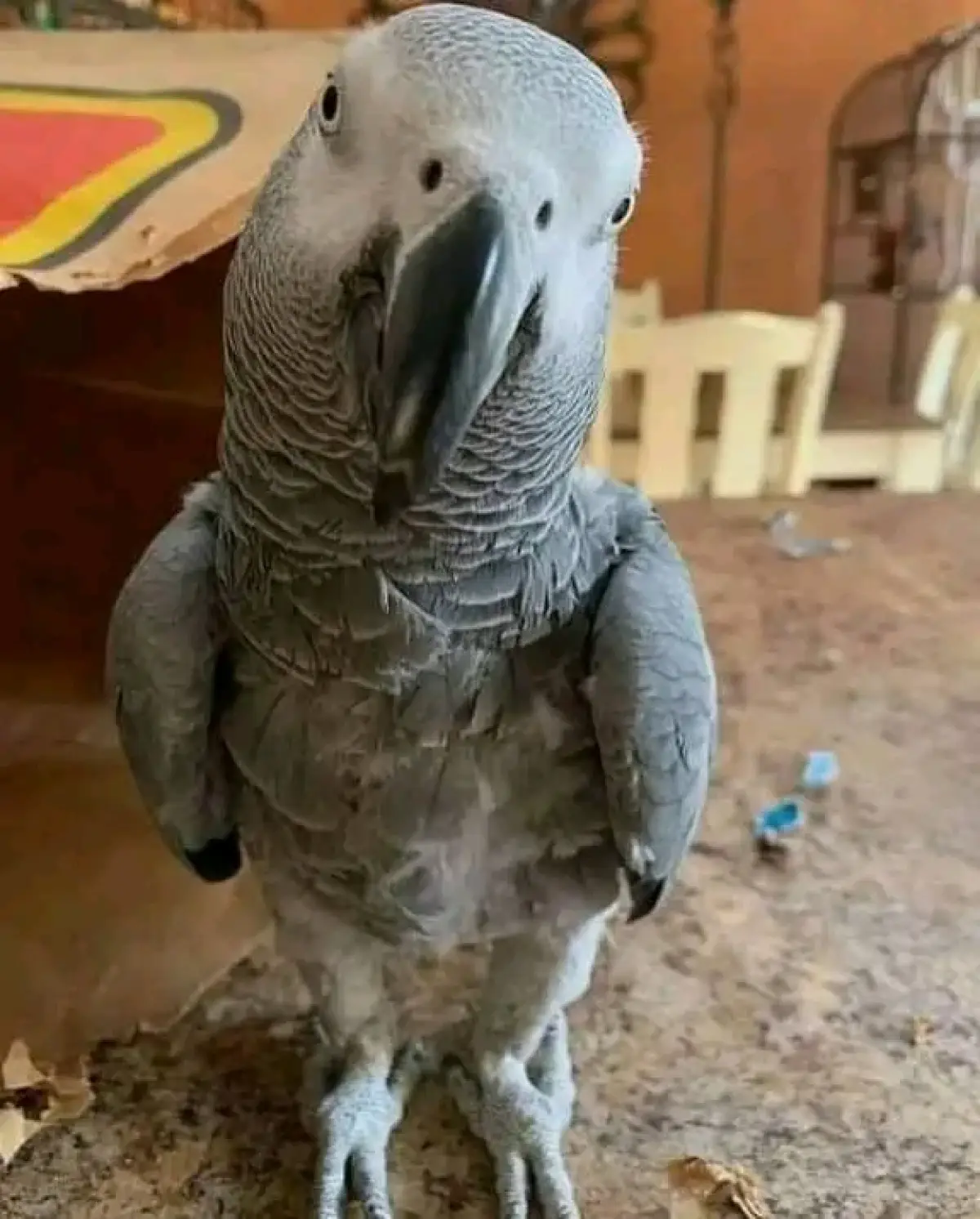 African grey parrot for sale - Image 1