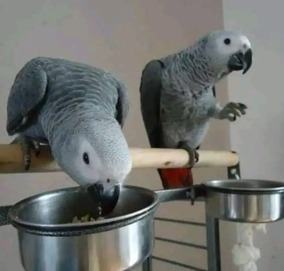 African grey parrot for sale - Image 2
