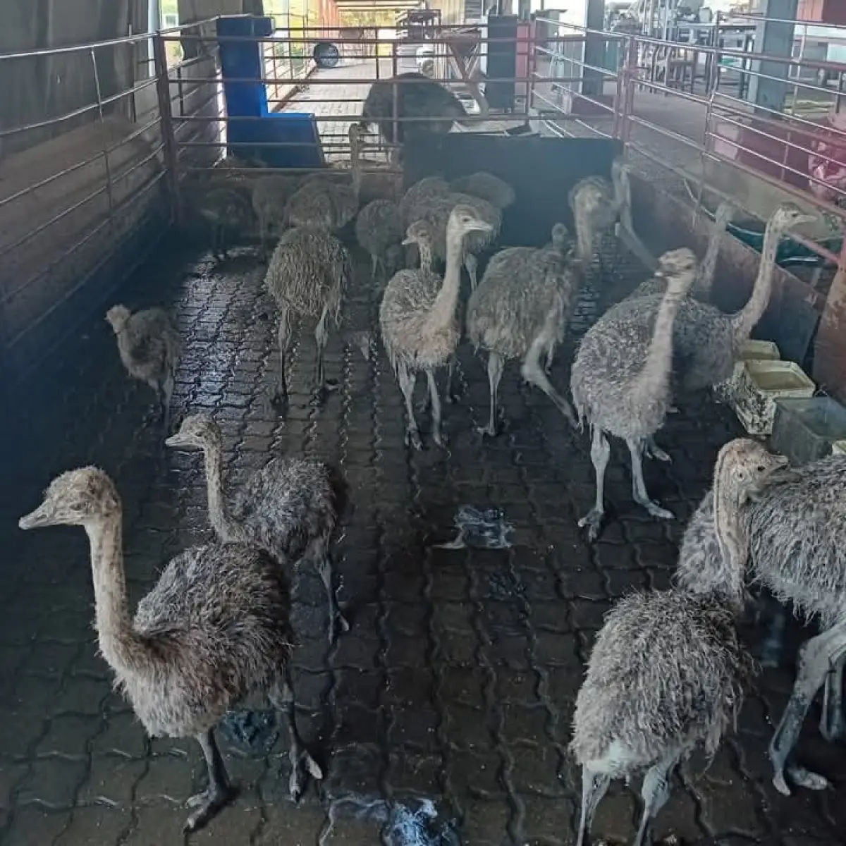 Ostrich Bird - Image 3