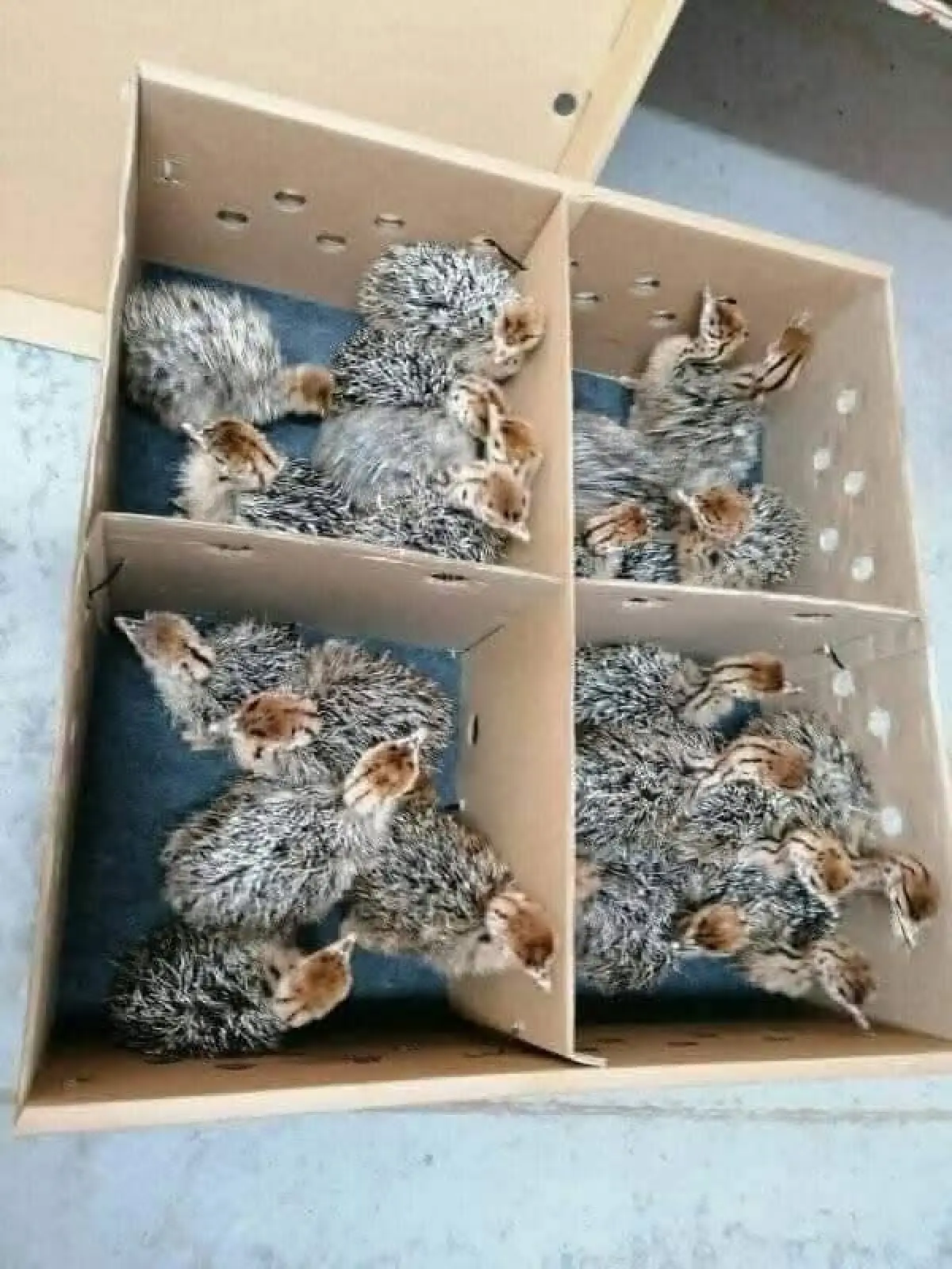 Ostrich Bird - Image 5