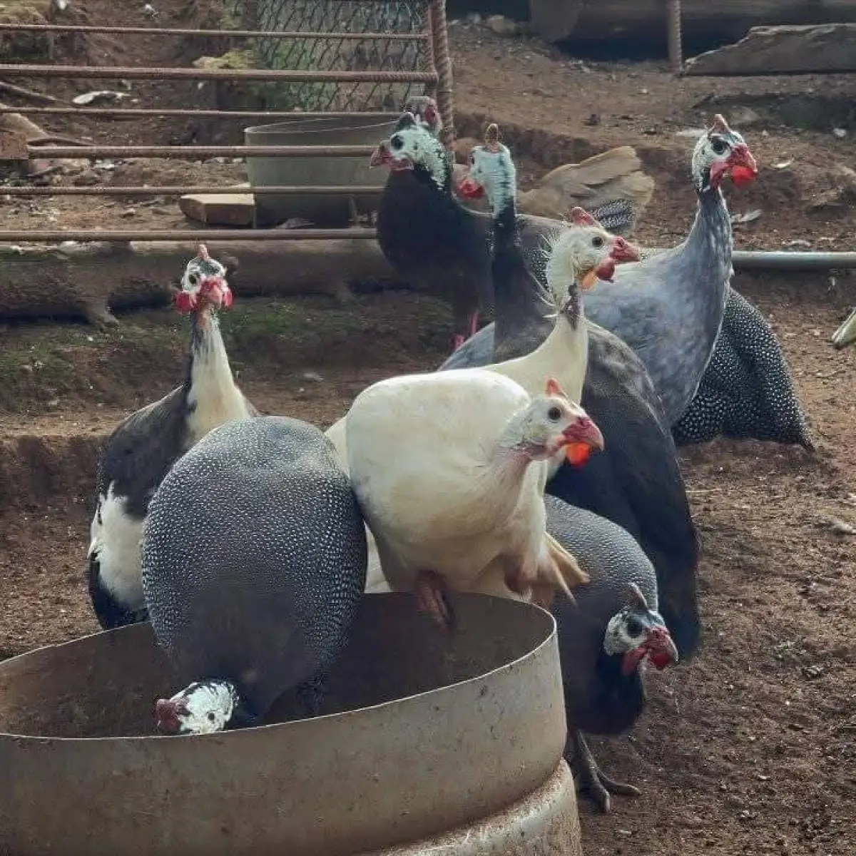 Guinea fowl - Image 1