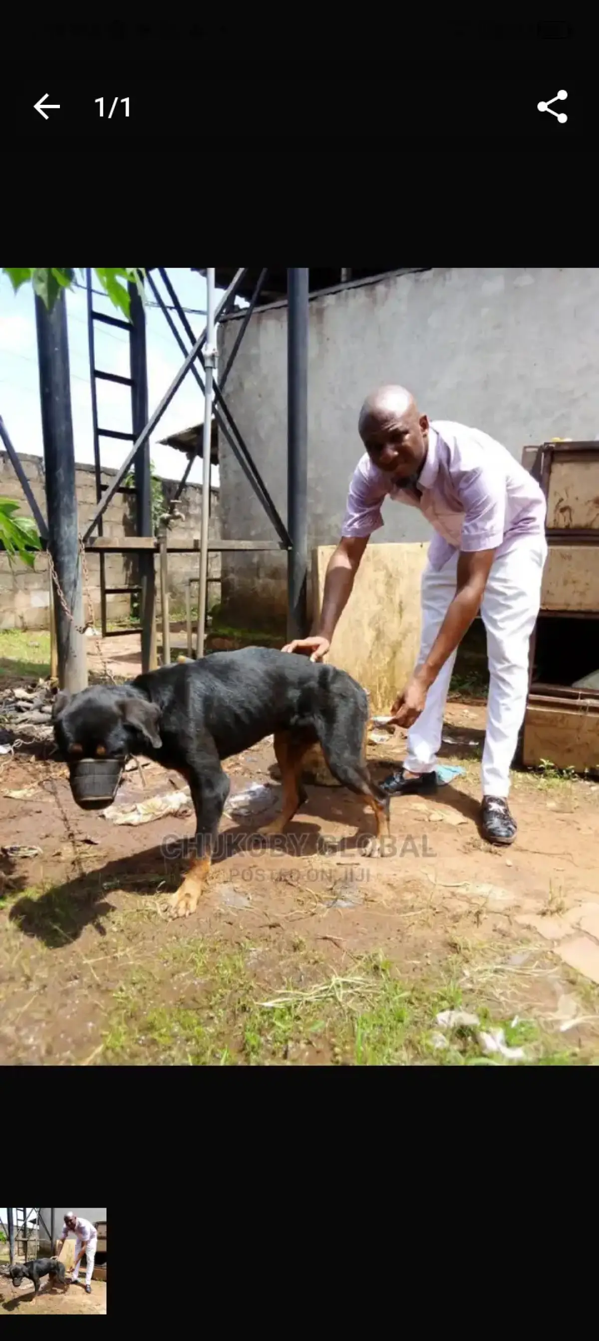 Veterinary services in lekki,aja axis - Image 1