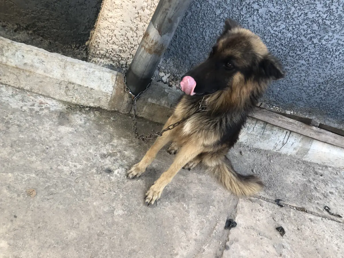 German Shepard Pure breed for Mating - Image 1