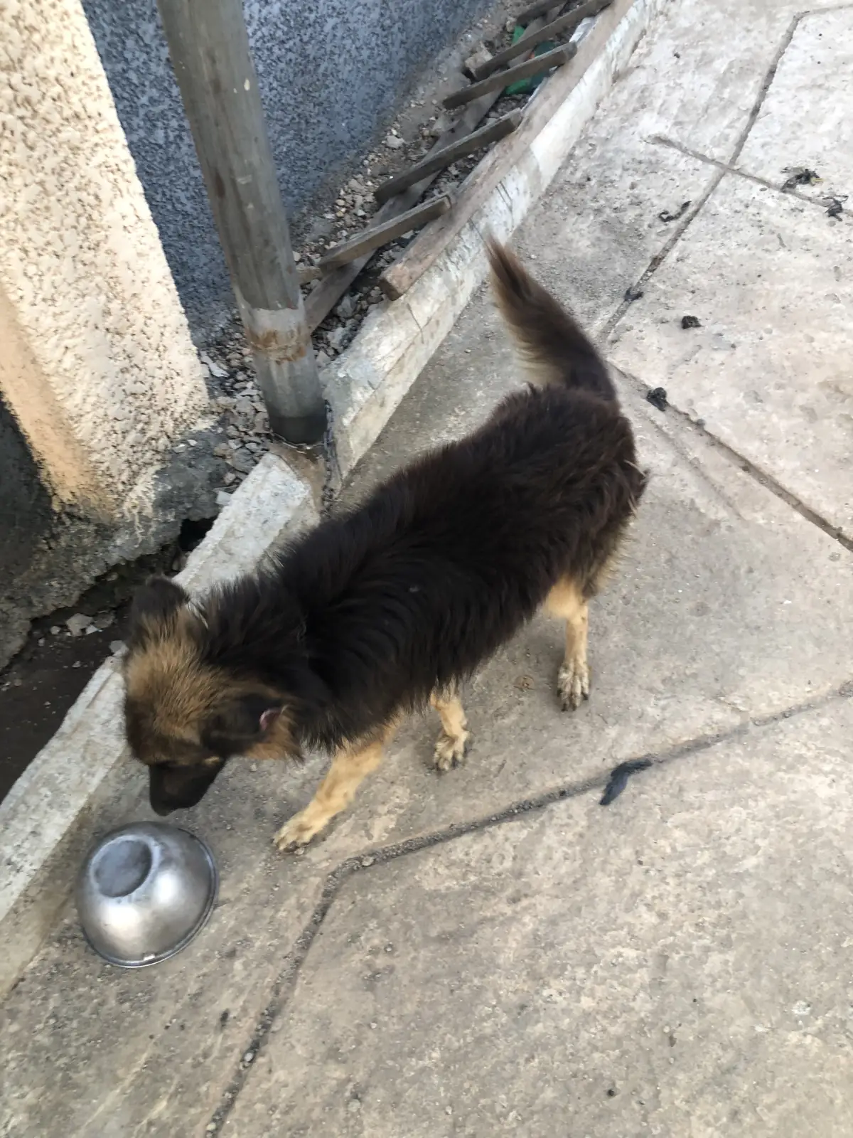 German Shepard Pure breed for Mating - Image 3