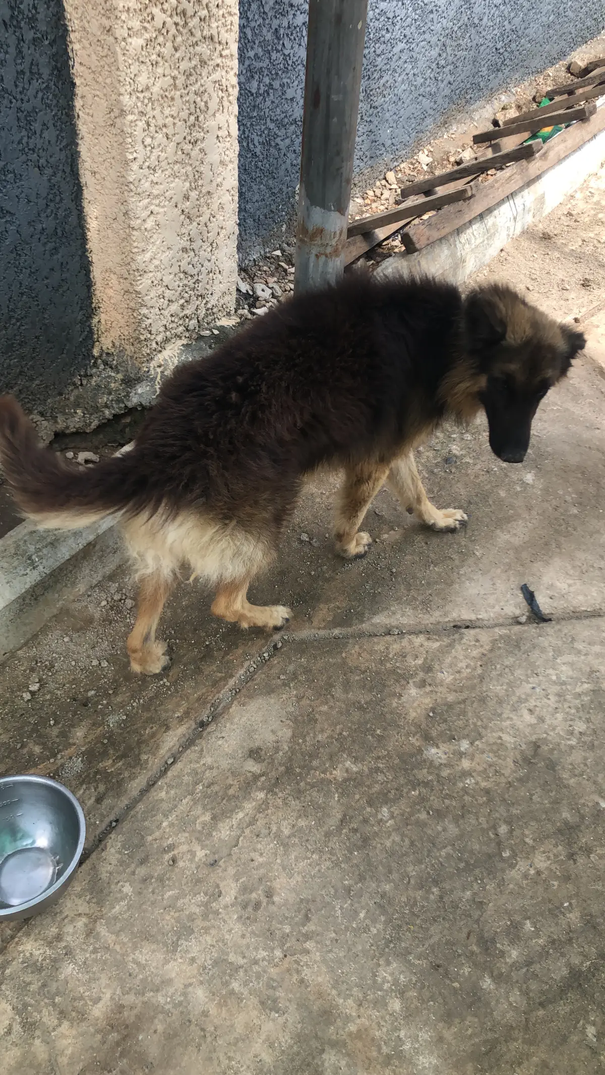 German Shepard Pure breed for Mating - Image 5