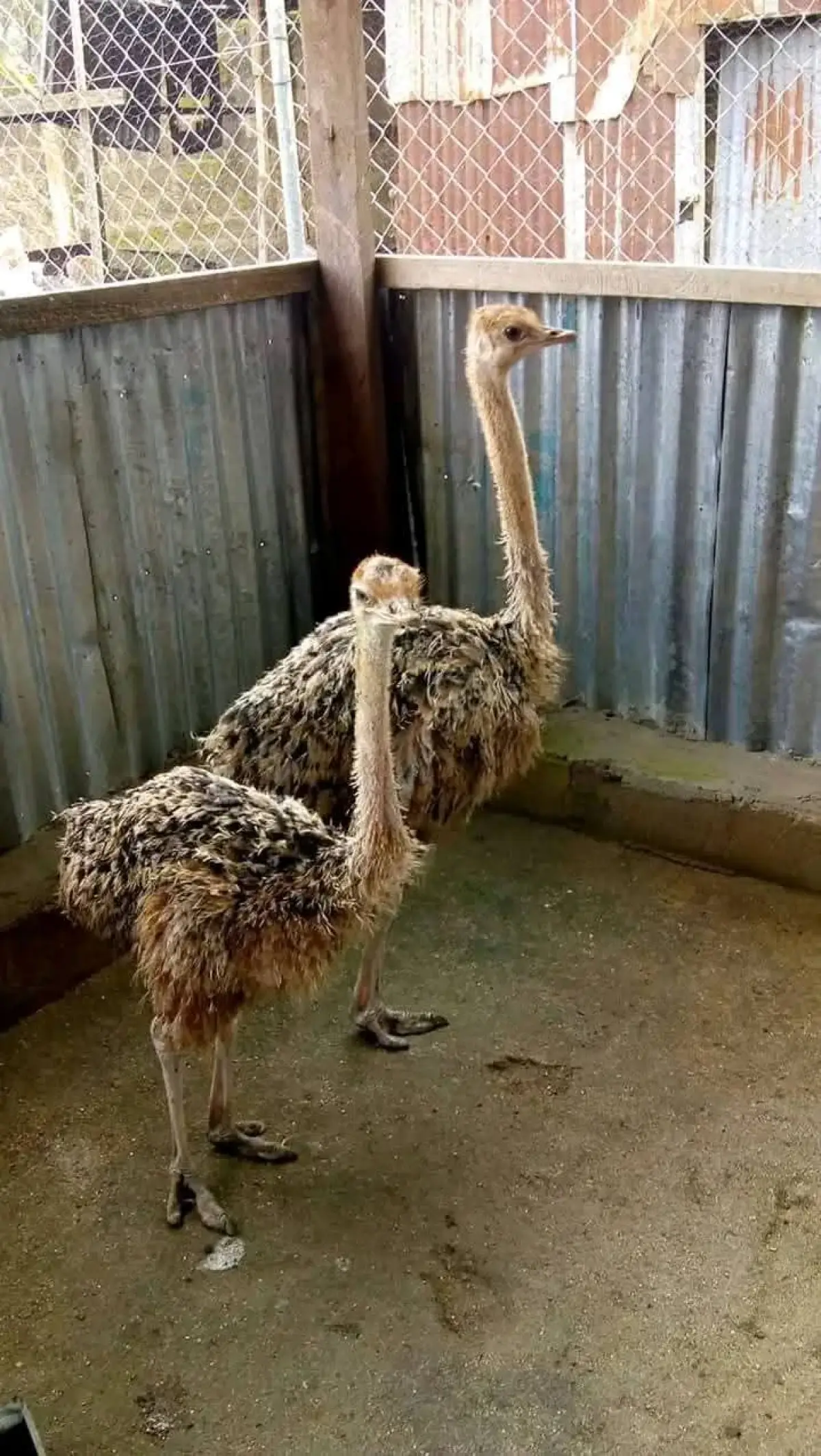 Ostrich for sale - Image 1