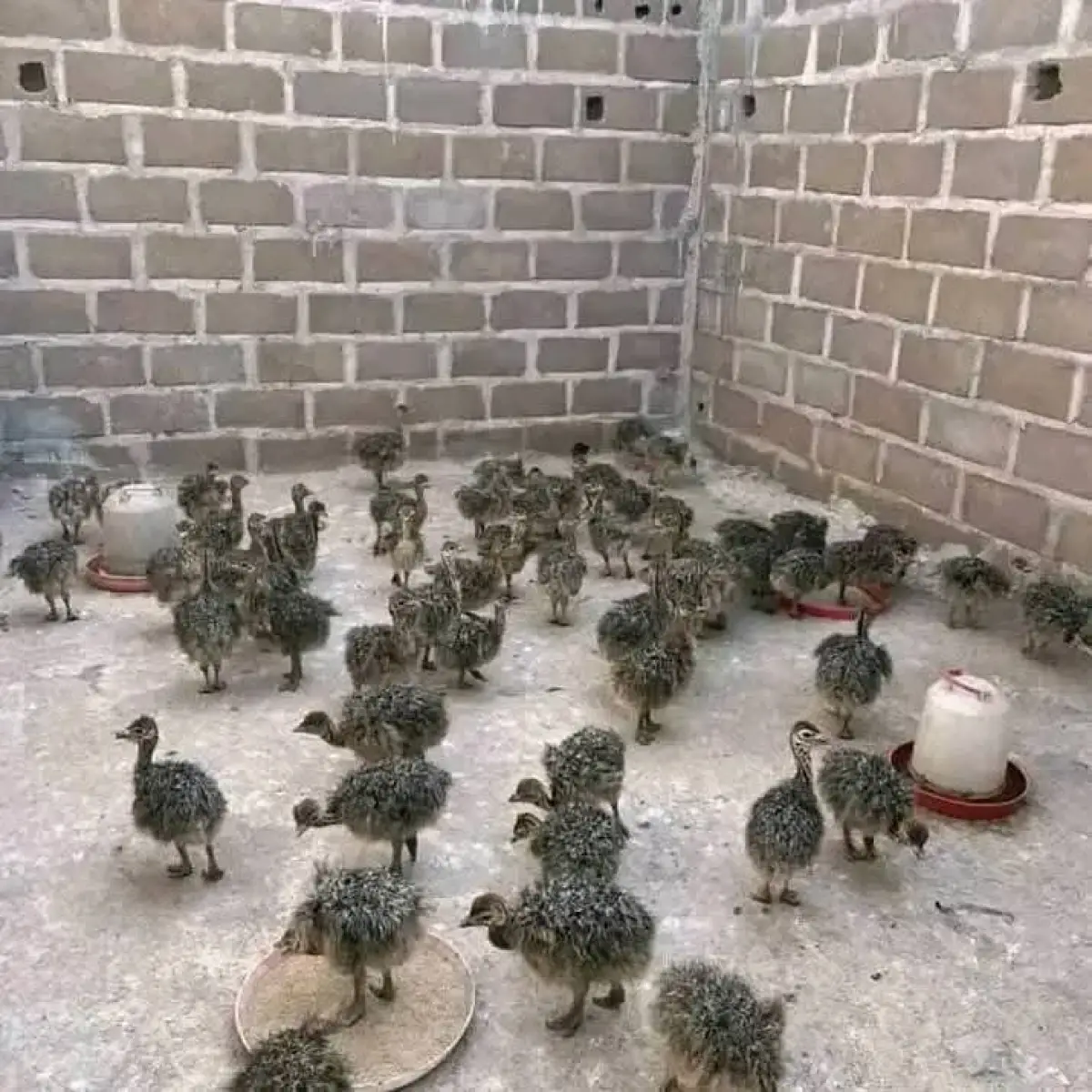 Ostrich for sale - Image 2