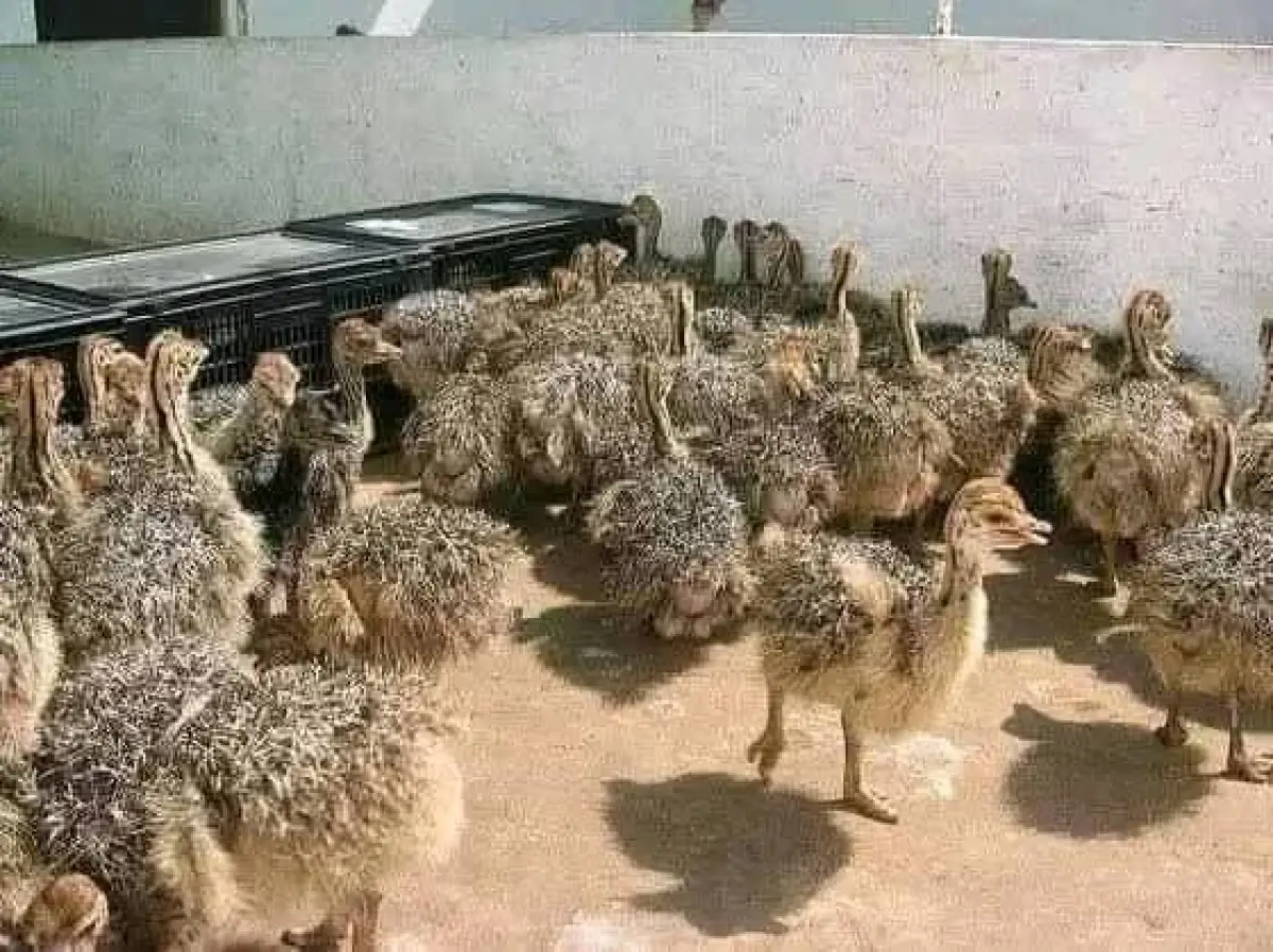 Ostrich for sale - Image 4
