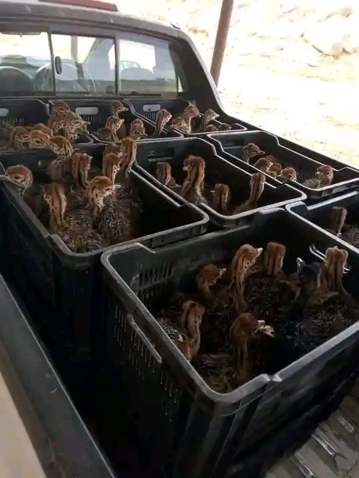 Ostrich for sale - Image 6