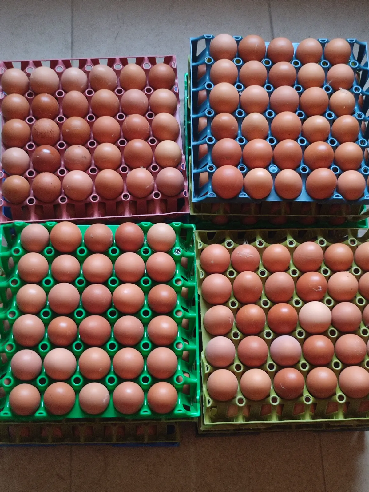 Eggs distributor - Image 2