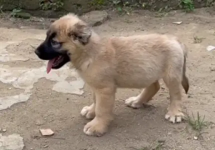 Caucasian female puppies available