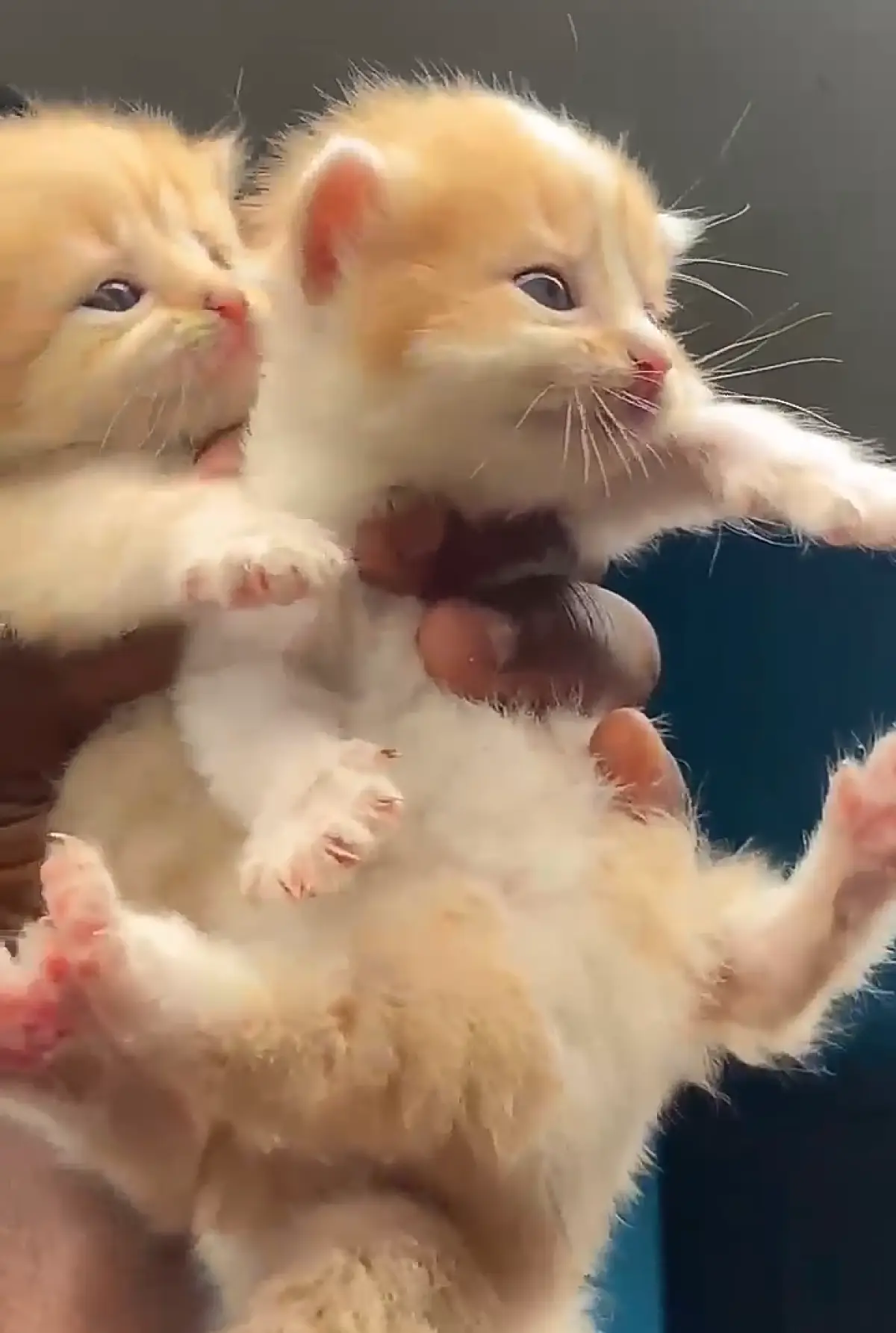 Imported Persian Kittens available - Image 1