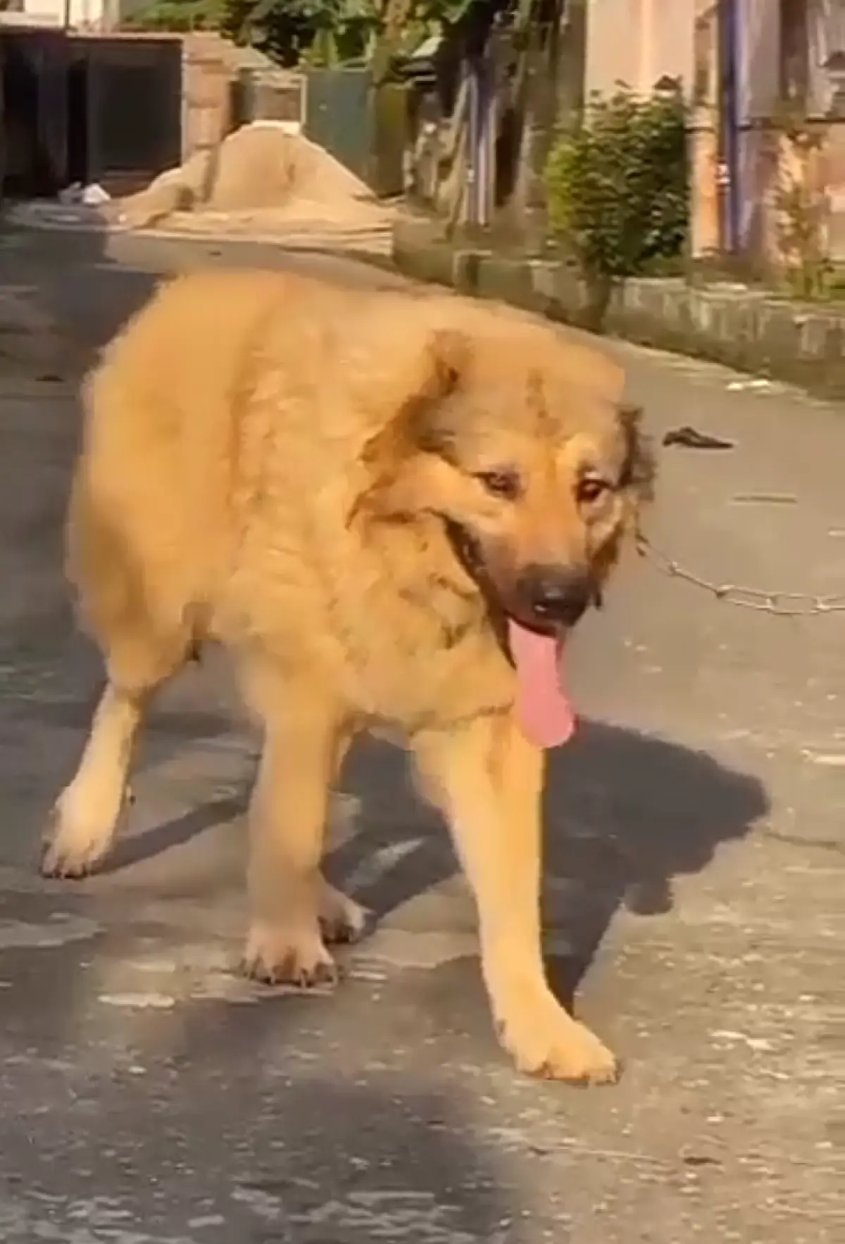 Caucasian Shepherd female available - Image 1