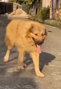 Caucasian Shepherd female available