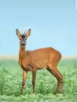 Ayoola Ayotunde Pelumi