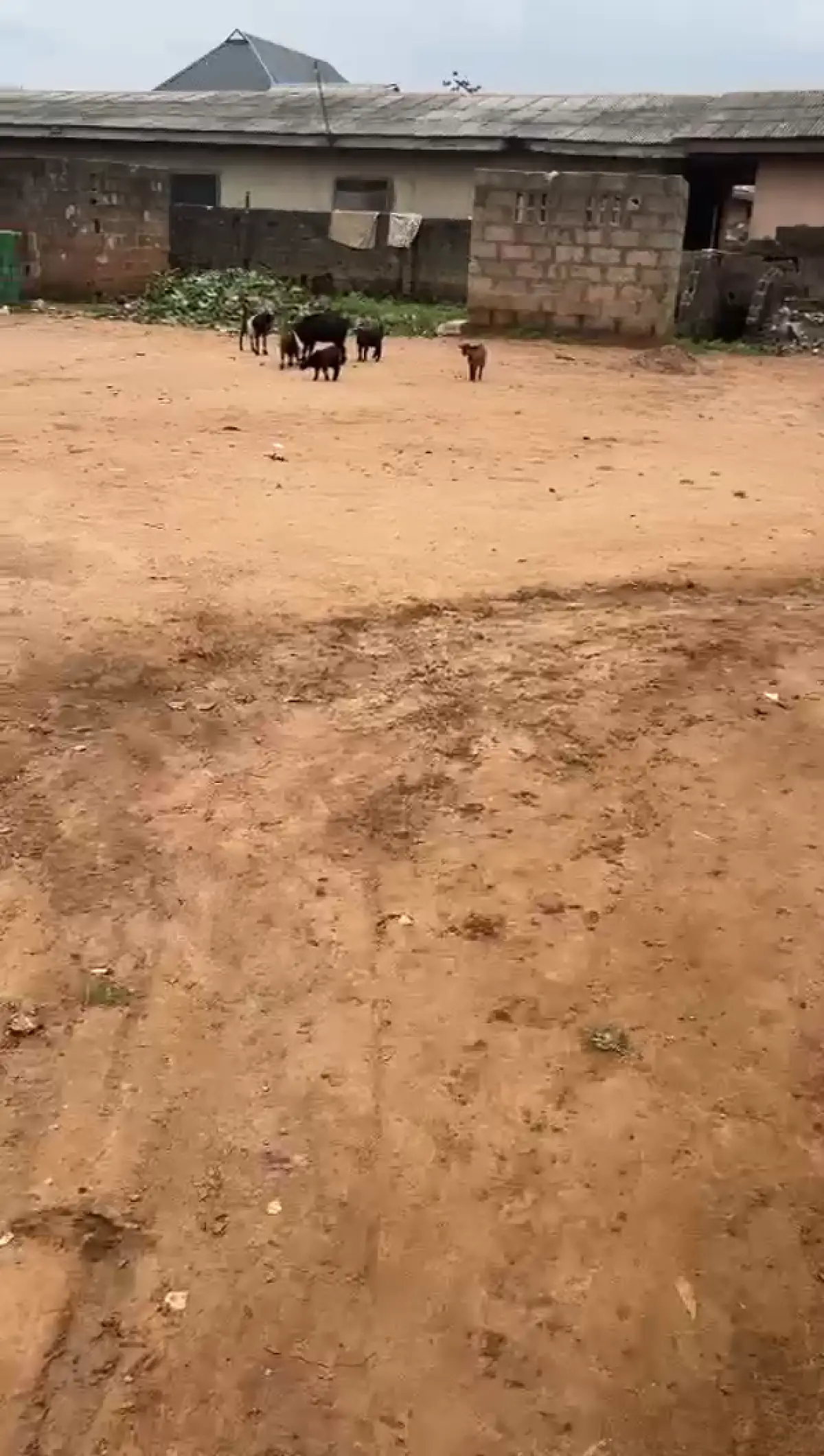 Half plot of land - Image 2