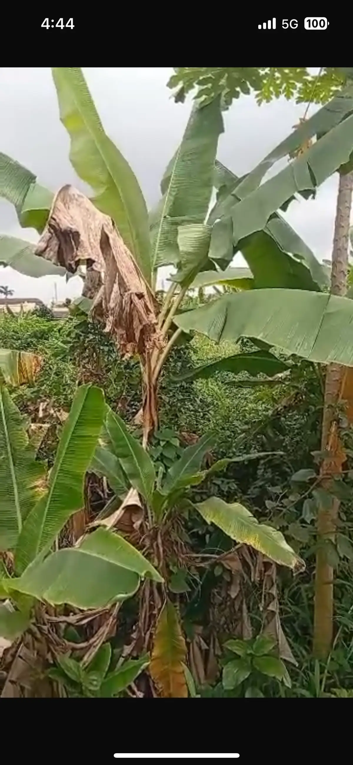 THREE PLOT OF LAND TOGETHER FACING A ROAD FOR SALES AT IPAJA LAGOS 90m net - Image 2