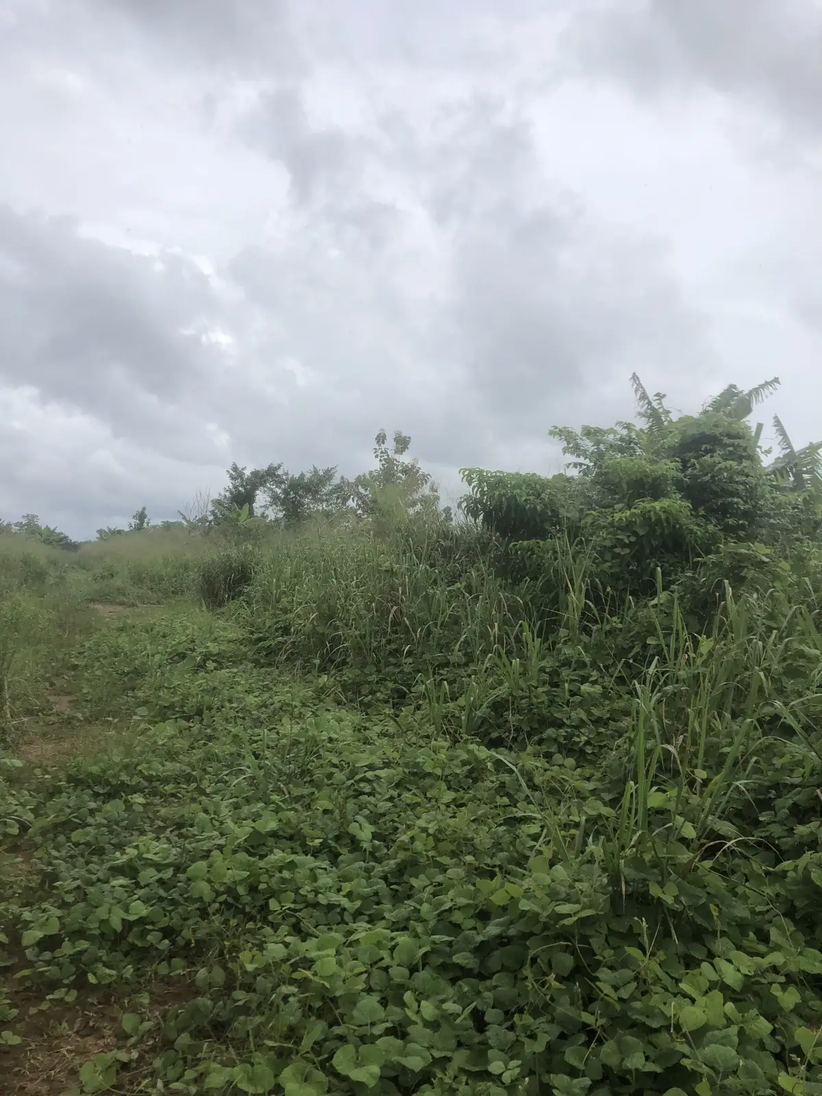 Plot Of Land At Sapele Road bypass back Of Rubber research - Image 2