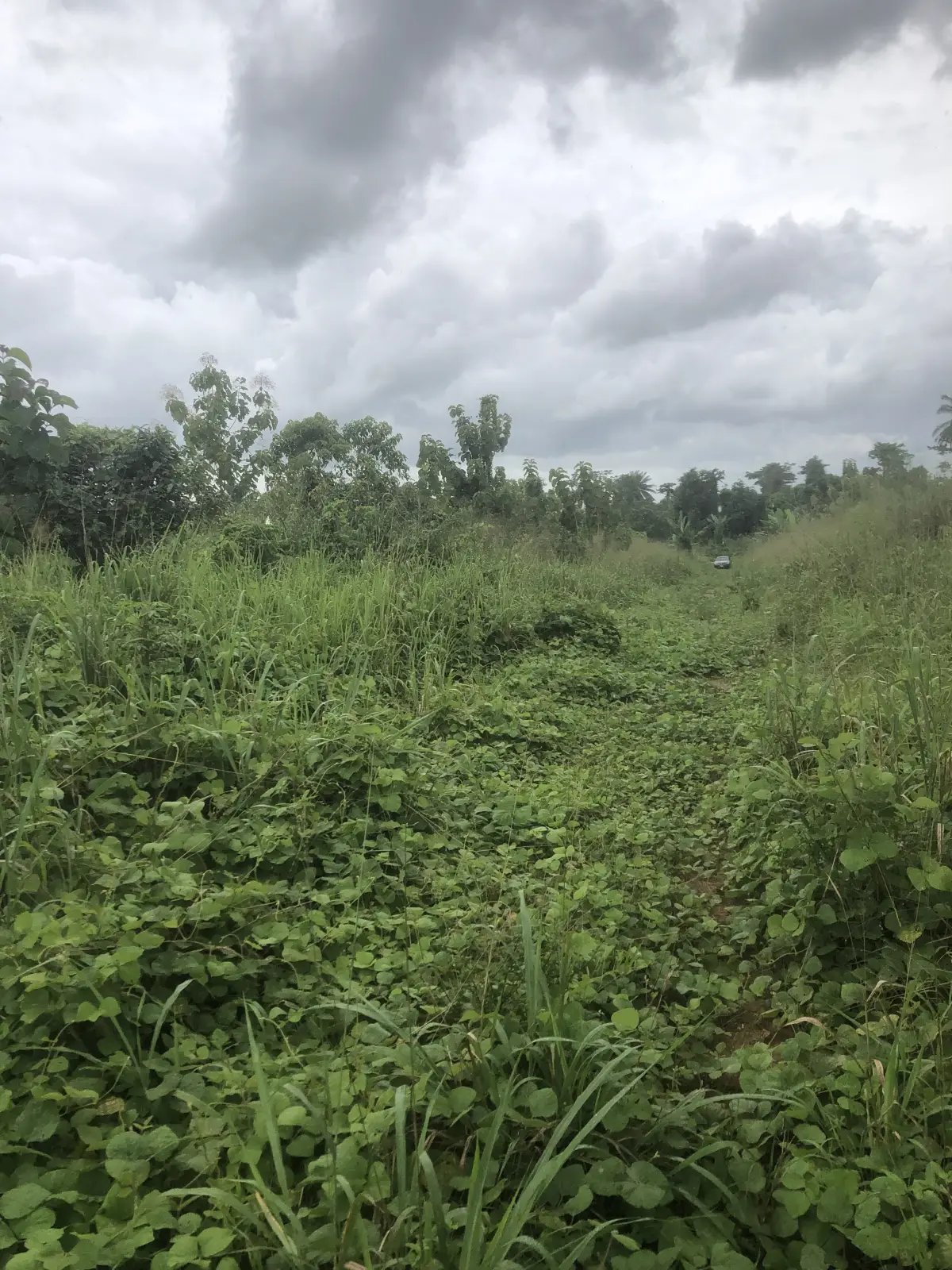 Plot Of Land At Sapele Road bypass back Of Rubber research - Image 3