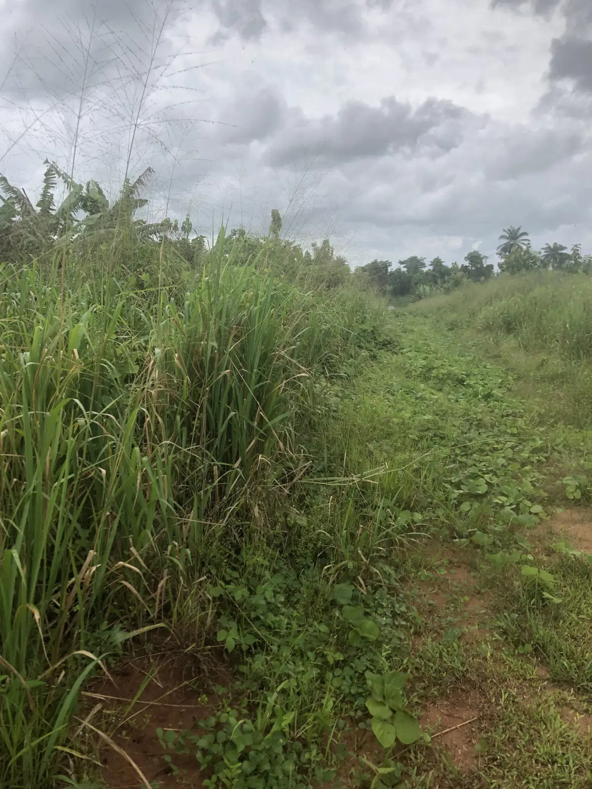 Plot Of Land At Sapele Road bypass back Of Rubber research - Image 4