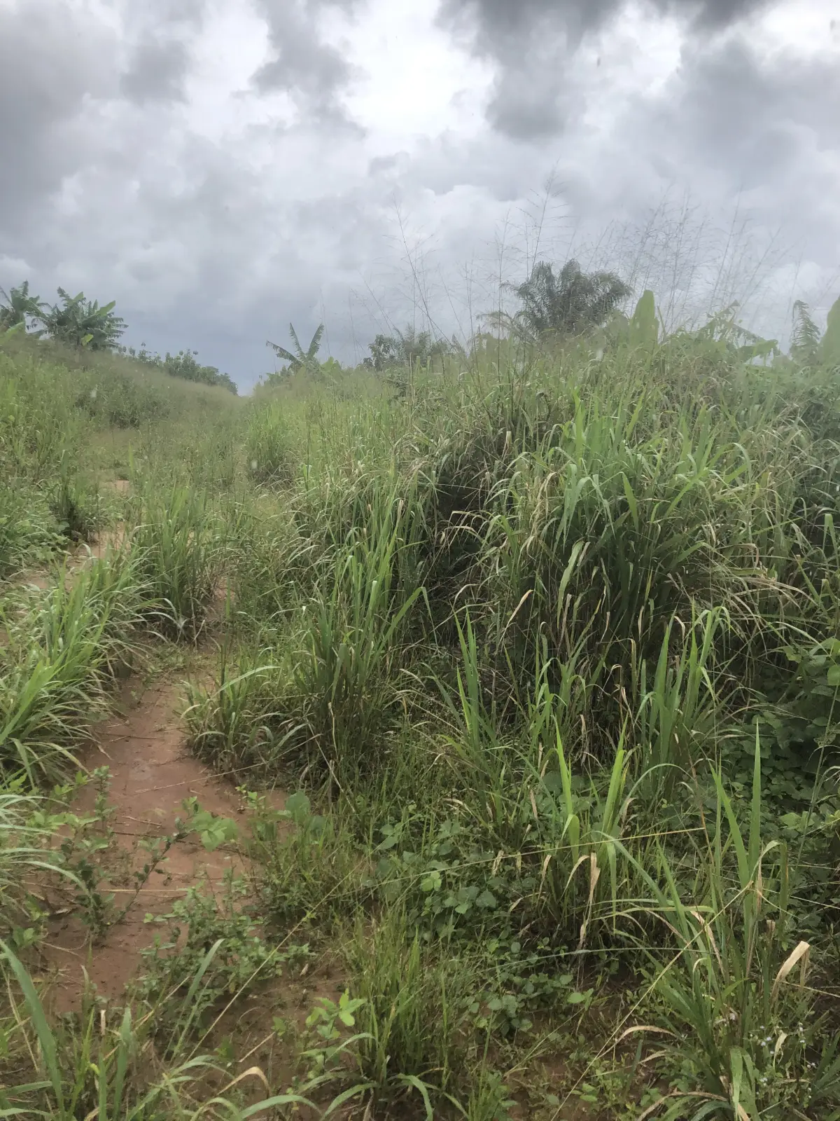 Plot Of Land At Sapele Road bypass back Of Rubber research - Image 5