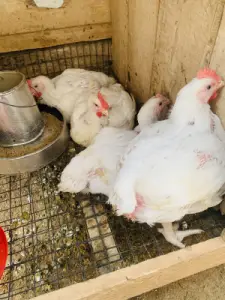 Juicy, Fresh Christmas Chicken for Sale!