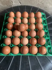 Fresh Eggs From Farm
