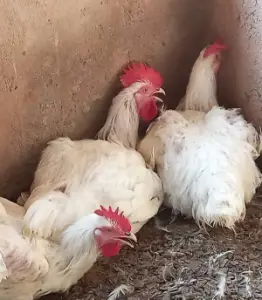 Matured broiler for sale