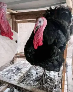 Adult Turkey for sale