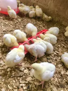 A day old broilers