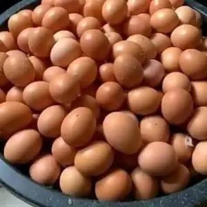 Jumbo size eggs for sale