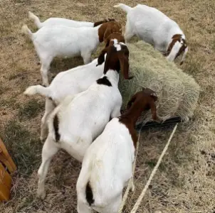 Bua goat for sale