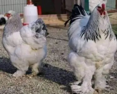 Brahma chicken