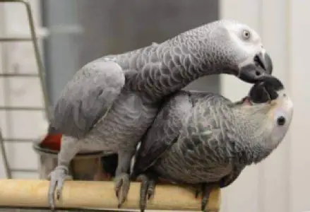 African Gray parrot