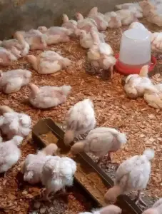 A day old layers for sale