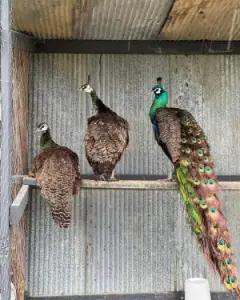 Peacock