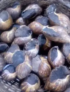Fresh snail for sale