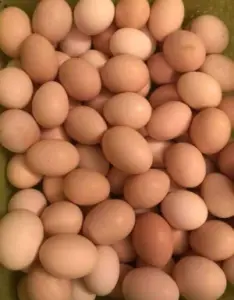 Fresh jumbo eggs