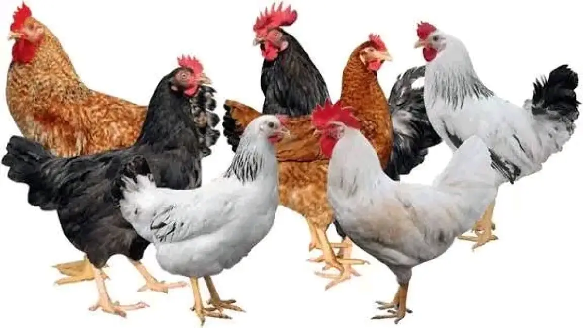 Chicken - Image 1