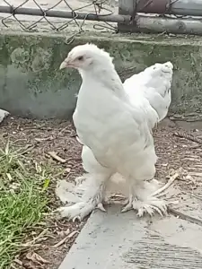 Exotic Brahma Chicken