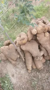 Farmer food stuff vegetables yams and potatoes