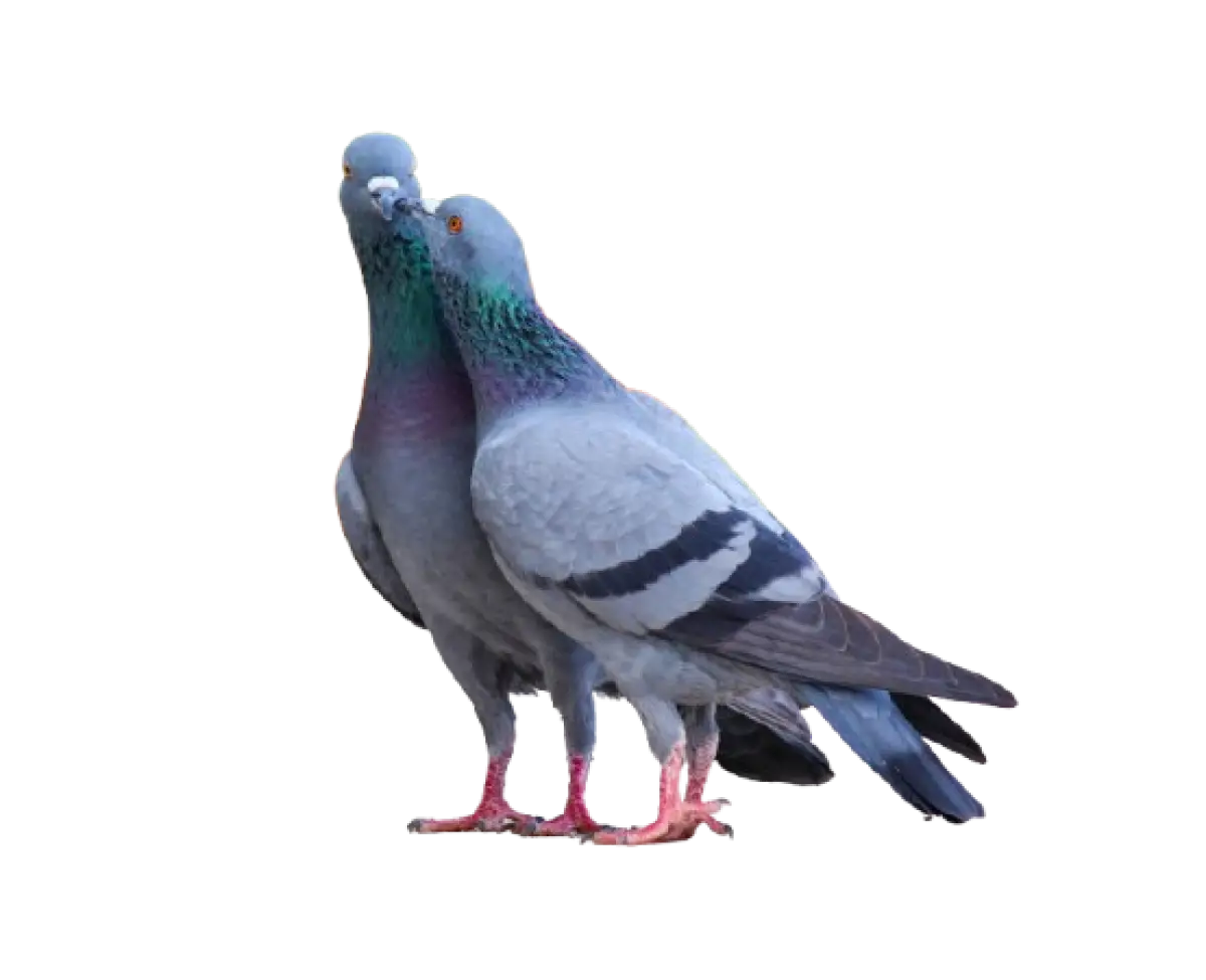 pigeon - Image 1