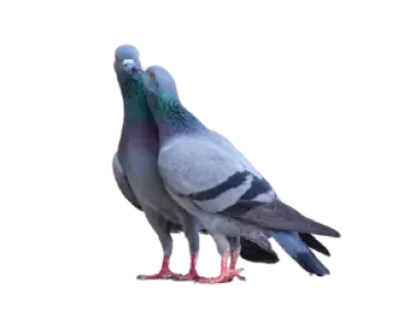 pigeon